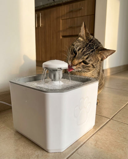 Gato bebiendo directamente del chorro de la fuente